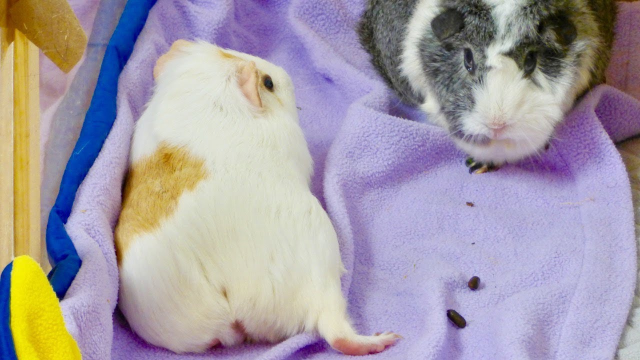 What Guinea Pigs Are Up to When Left Alone | Guinea Pig Cam