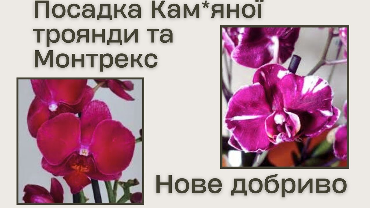 Пересадка квітучих орхідей в новий грунт. Підживлення новим добривом