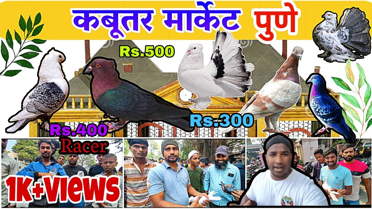 कबूतर मार्केट पुणे | Kabutar Market Pune | Best High Flying Pigeons at Kabutar Market Pune 2022
