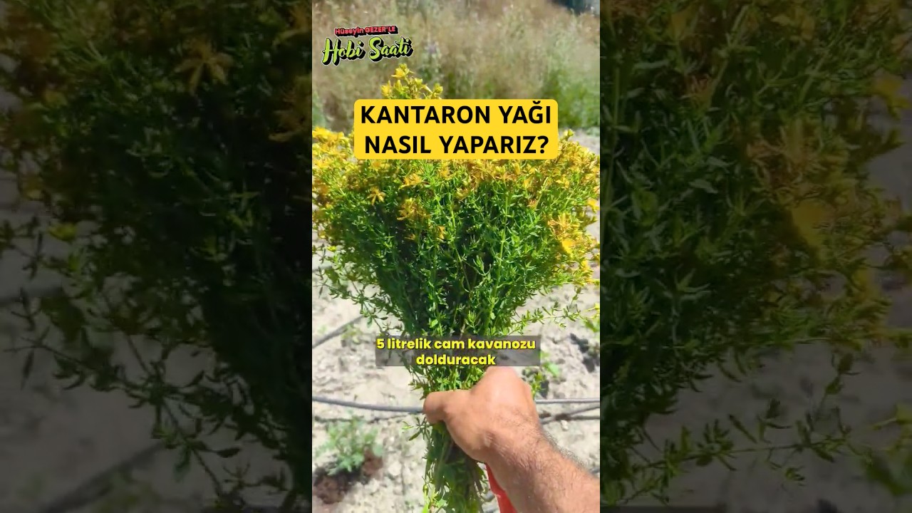 Kantaron Yağı Nasıl Yapılır #gardening #organik #kantaron #evyapımı #doğal