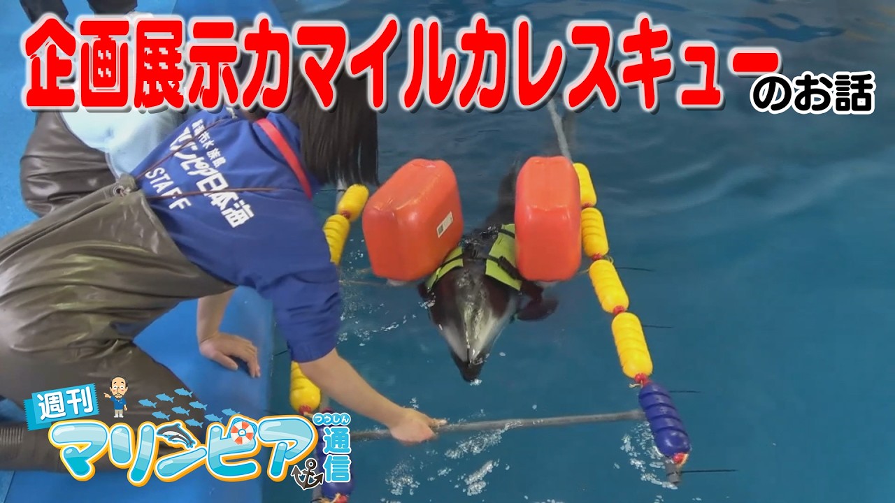 週刊マリンピア通信　＃207 企画展示カマイルカレスキュー