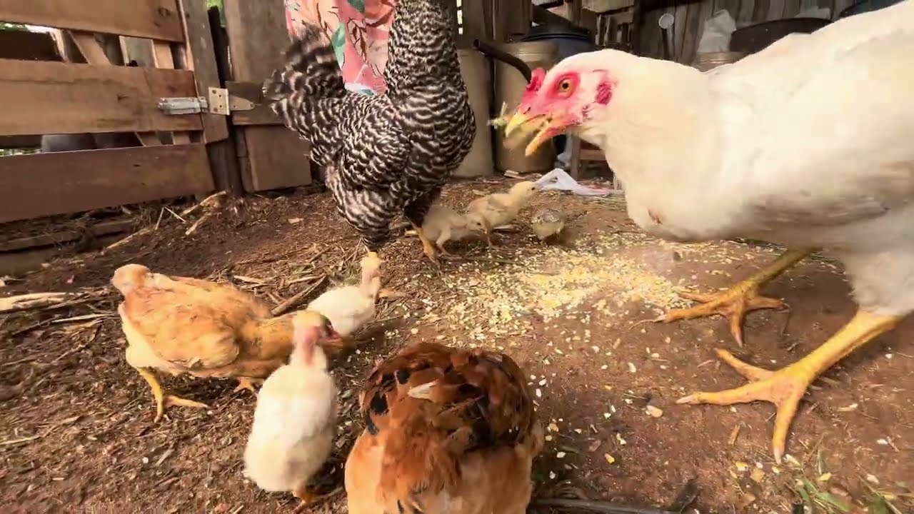 Nossa rotina da manhã tratando os animais no Sítio - Eles pedem comida, é um berreiro só. 