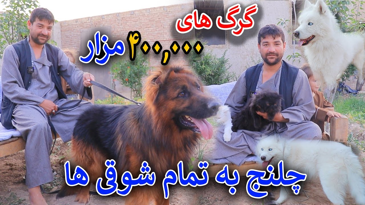 گرگ که 400,000 فروخته شده/چلنج شوقی مزار به شوقی ها/گزارش جمشیدغضنفری با شوقی مزار