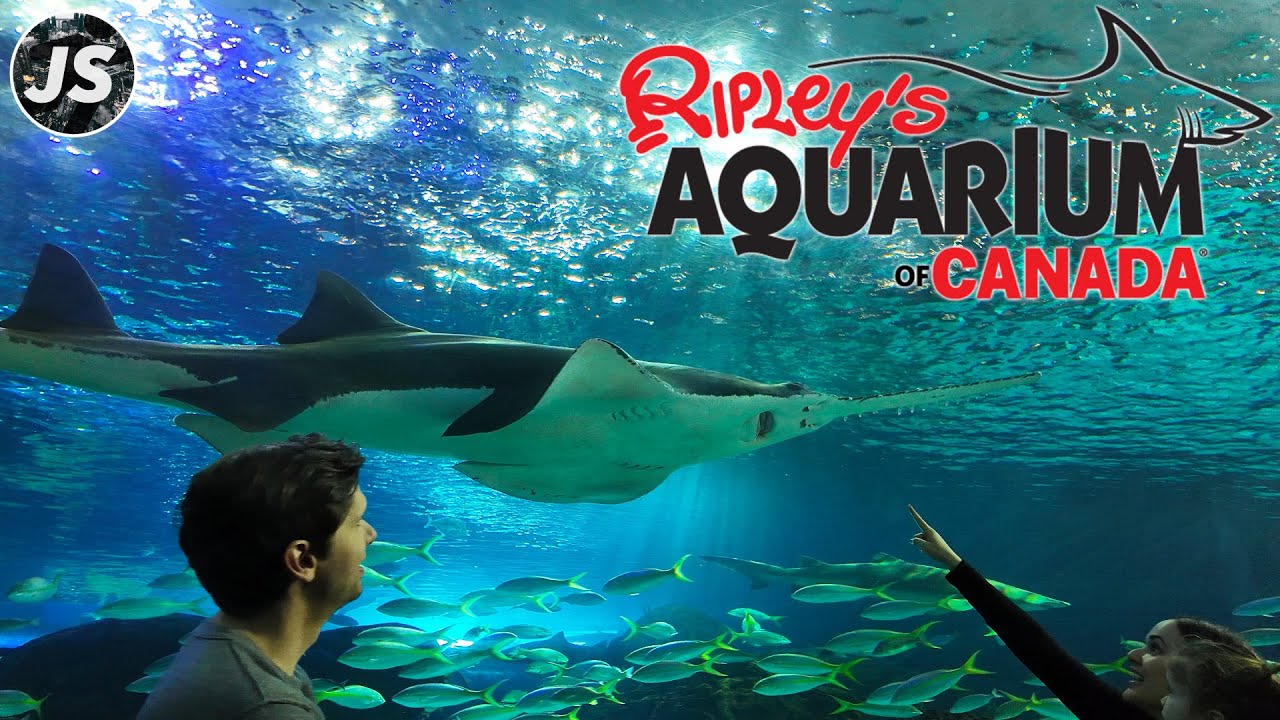 Ripley's Aquarium of Canada in 2025 | Toronto Walk Through