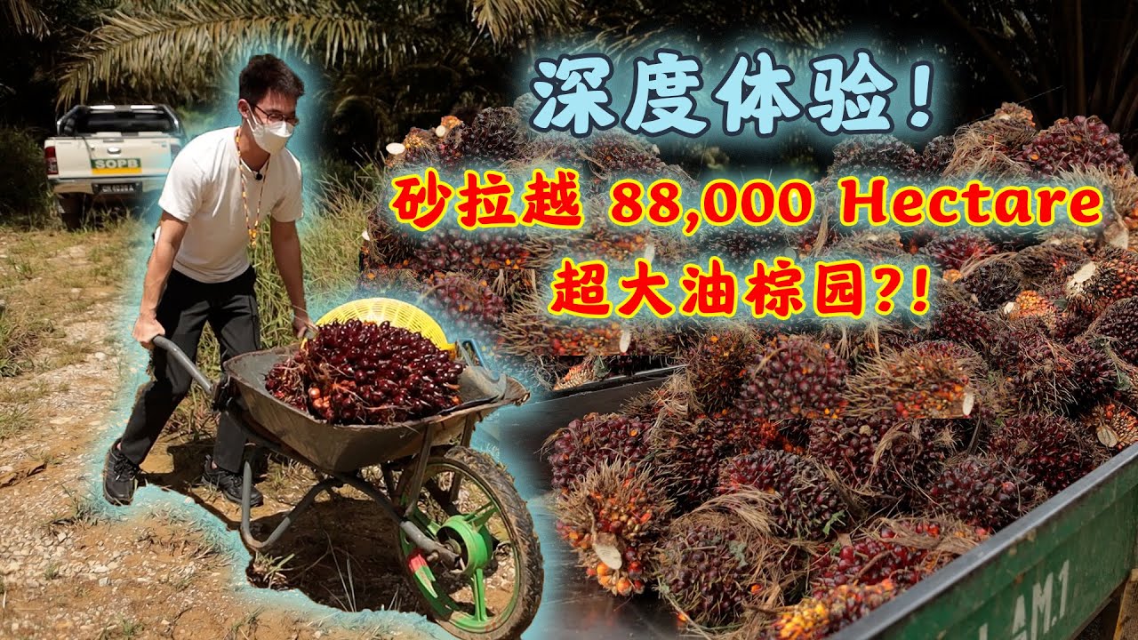 深度体验! 88,000 Hectare 砂拉越超大油棕园!？