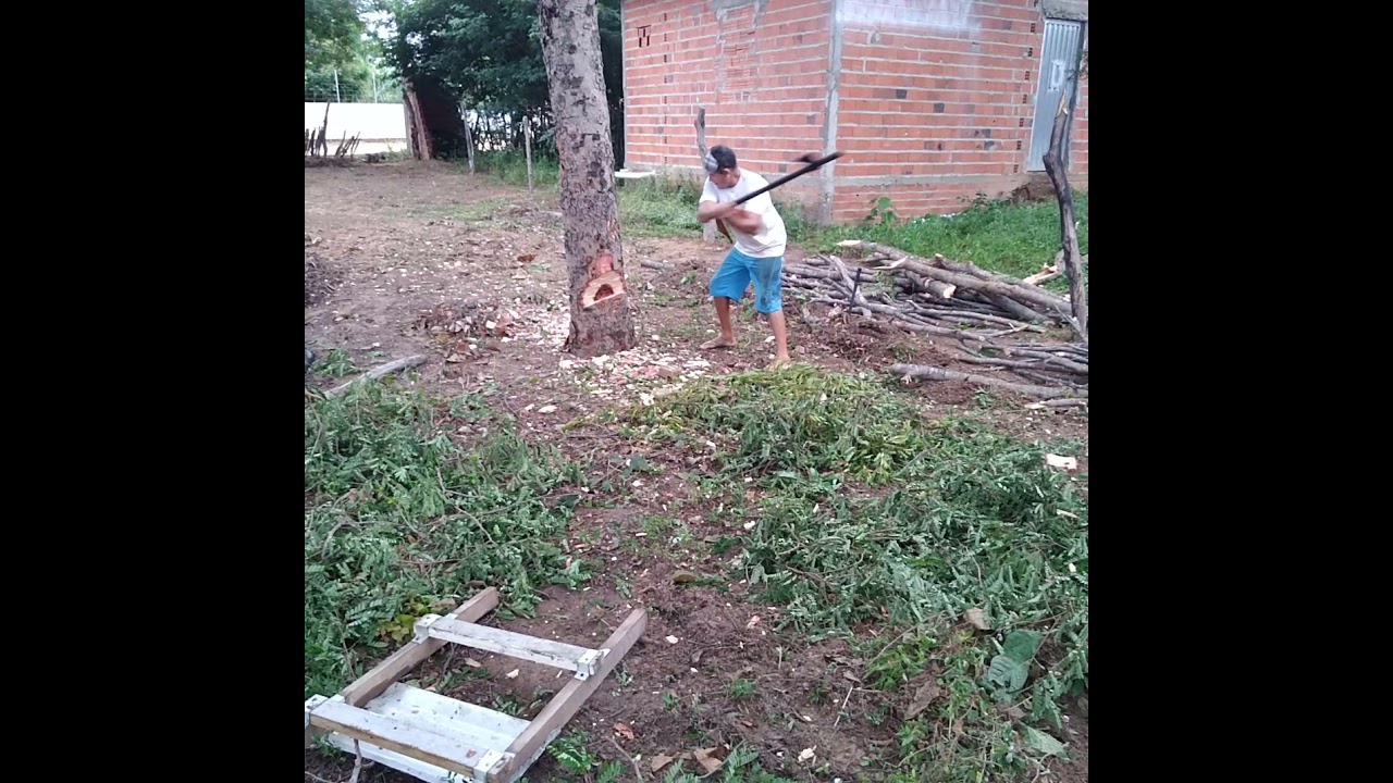 derrubado  uma árvore  com um Machado