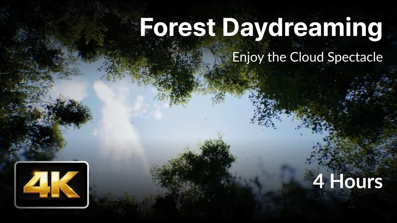 Looking Up Into the Forest | 4K Peaceful Nature Ambience – Calm & Focus