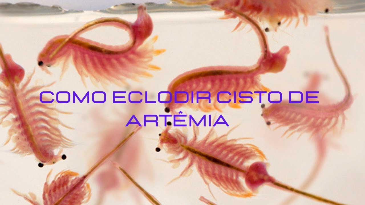 COMO ECLODIR CISTO DE ARTÊMIA !