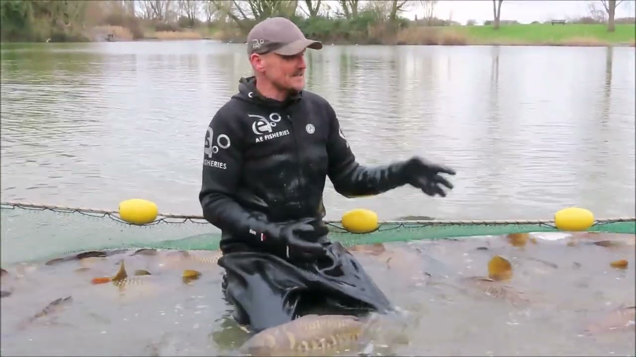 Apex Park lakes fish moved (Burnham-On-Sea.com)