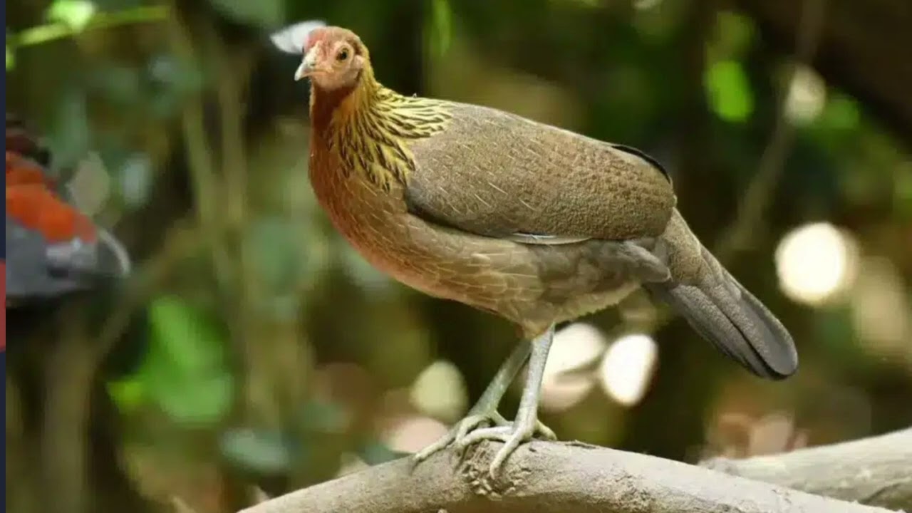 Suab poj qaib  qus seev tsauj  dib tauj zoo 12 -2-2026