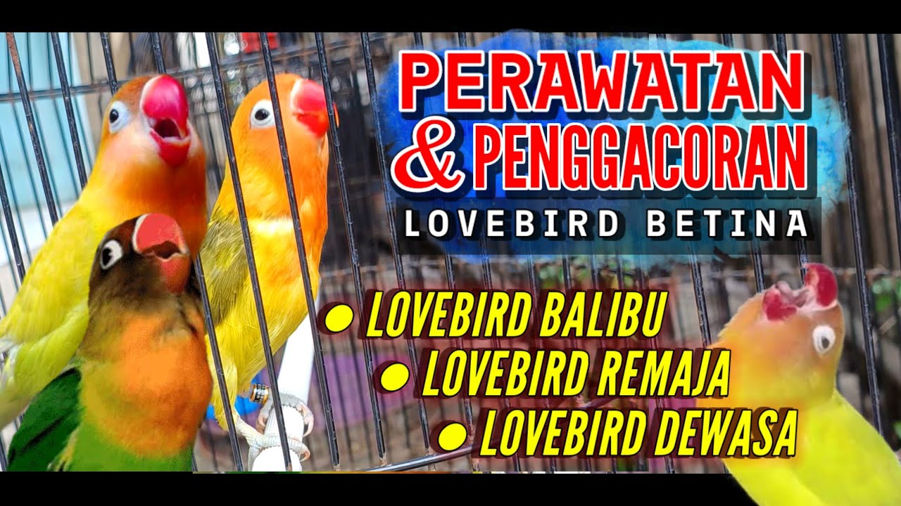 Perawatan untuk Lovebird Betina Ngekek Gacor