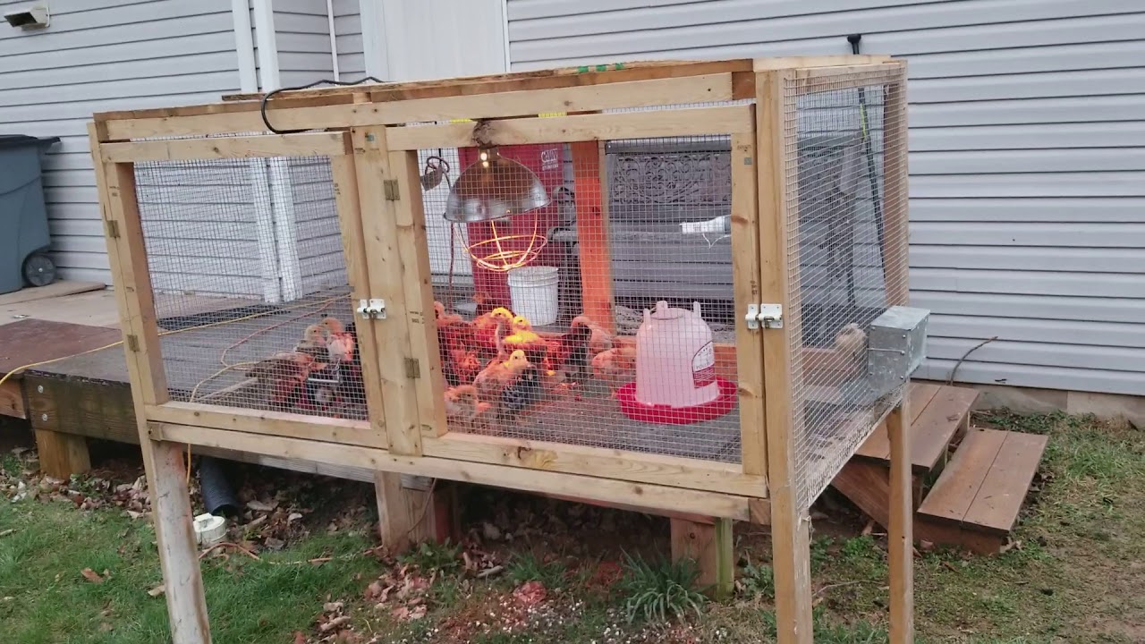 Kit box, homing pigeon breeding boxes, baby chicks,  mopars and more.