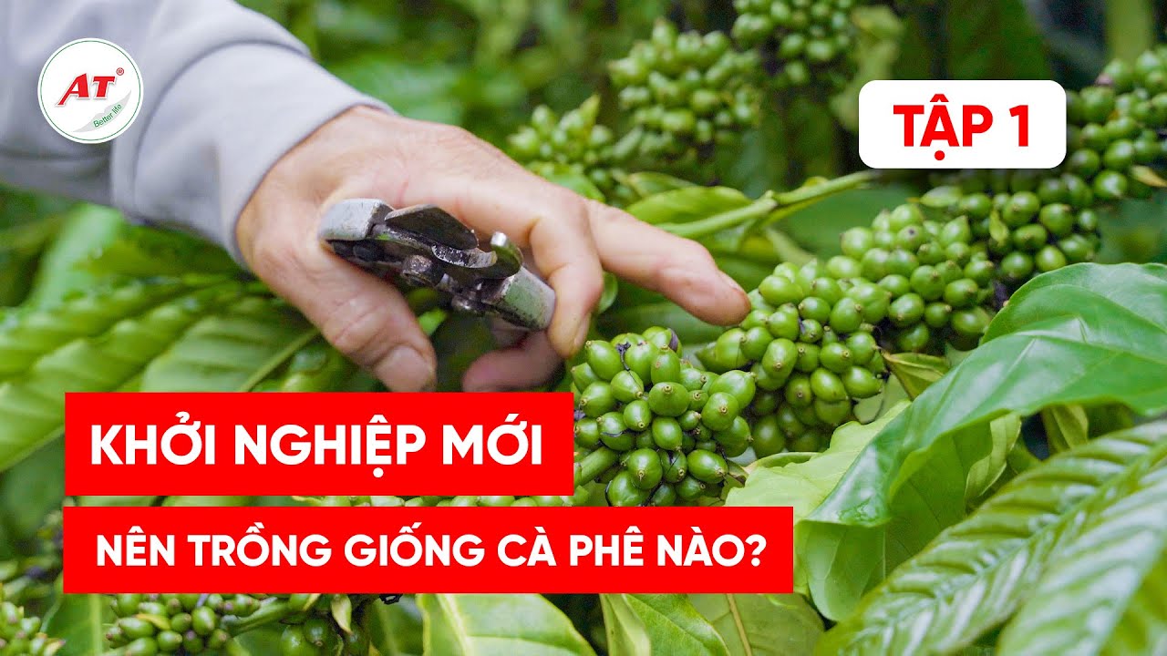 3 GIỐNG CÀ PHÊ KHỞI NGHIỆP MỚI NHẤT CHO NÔNG DÂN
