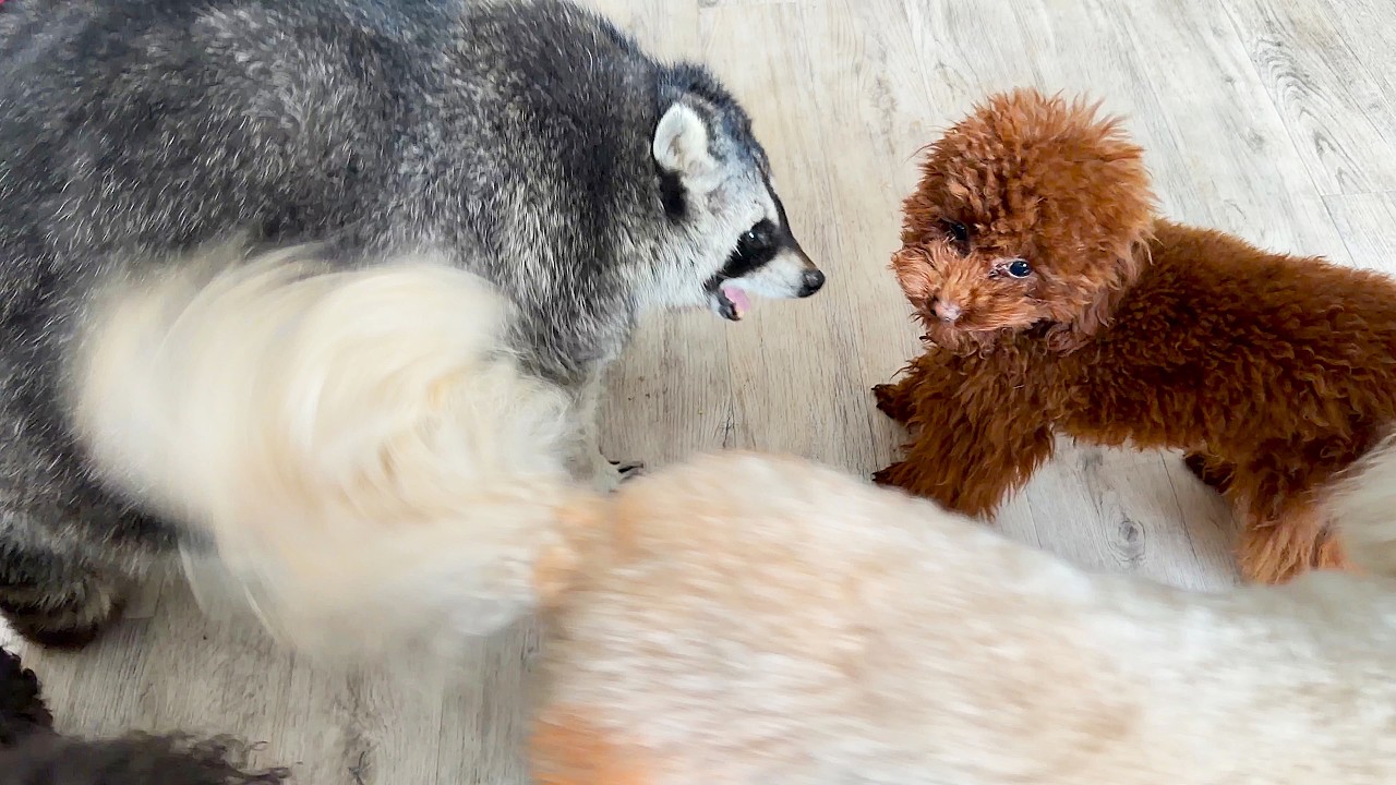 Yukki the dog is raising a raccoon. Собака Юкки воспитывает енота.