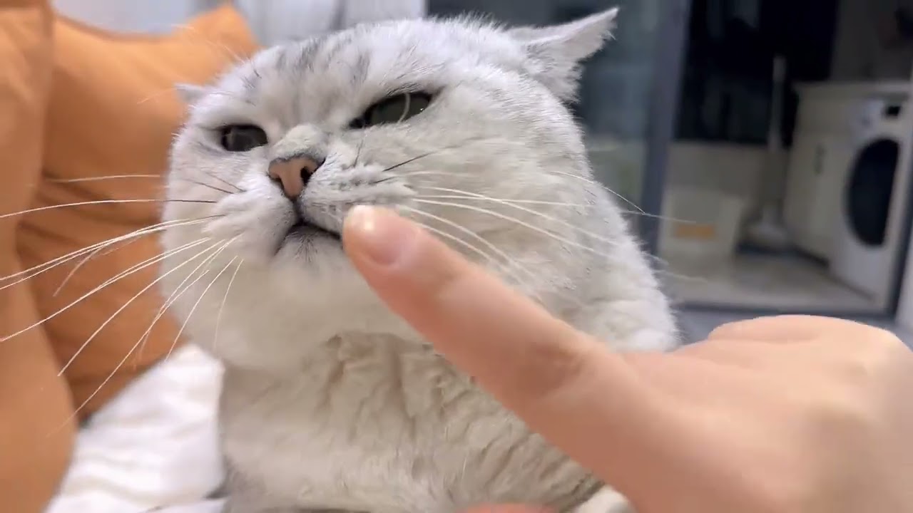 Banned Area's Mysterious Cat: The Shiniuzi Enigma