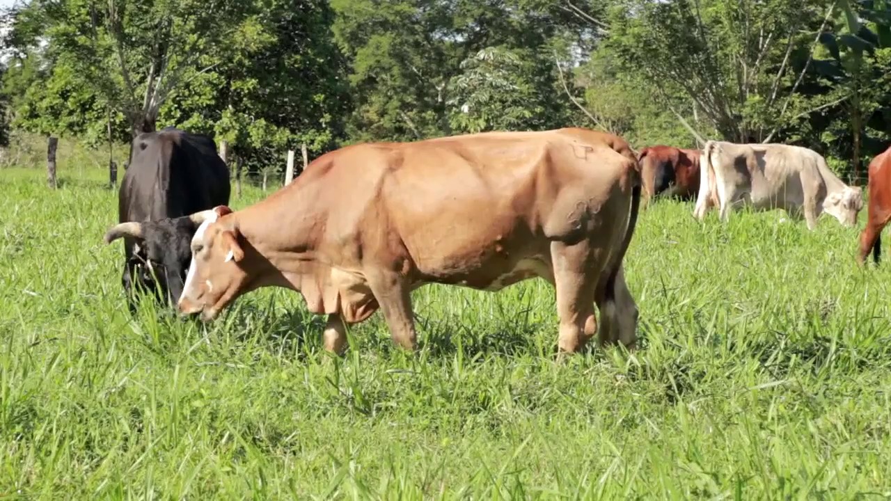 Producci&oacute;n de leche Grado A. Facultad de Ciencias Agropecuarias, Universidad de Panam&aacute;