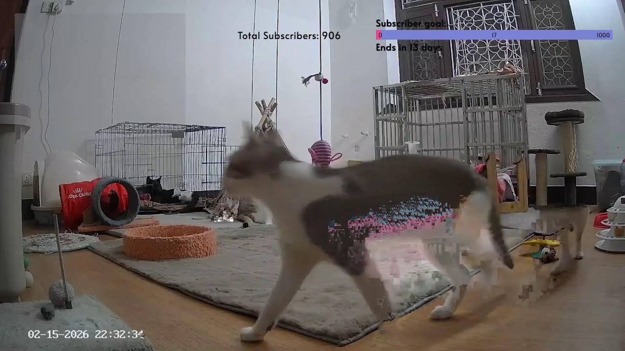 Live with Our Special Needs Kitties at Whisker House