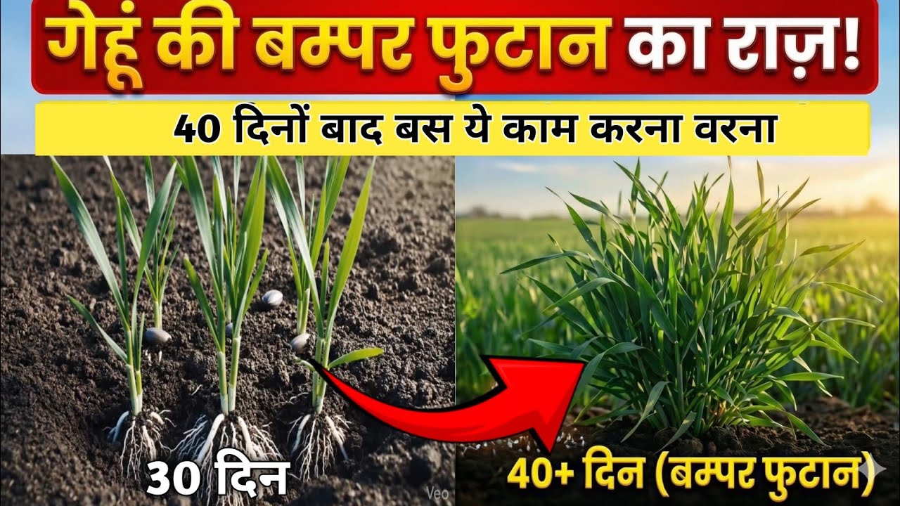 गेहूं दूसरी सिंचाई में कल्ले बढ़ाने का सीक्रेट तरीका|40 से 50 दिनों बाद गेहूं में बस ये डाल लो 