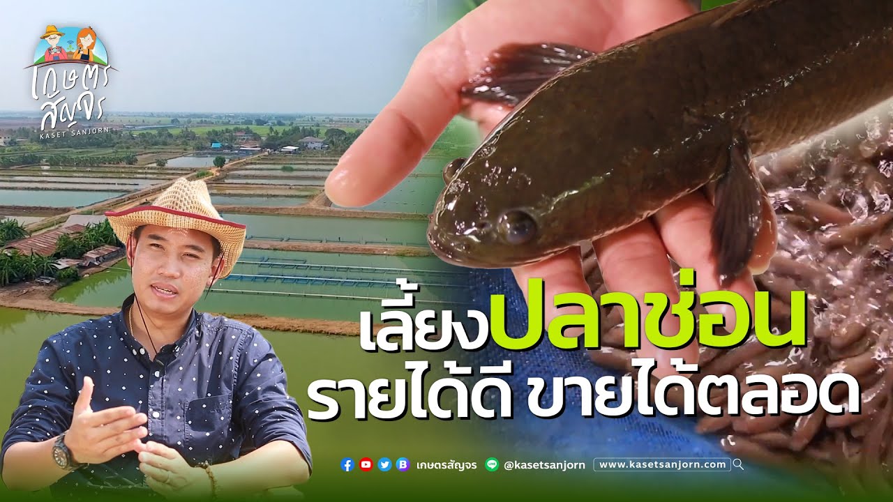 เลี้ยงปลาช่อน..!! ตลาดต้องการสูงสร้างรายนับแสนต่อเดือน - เกษตรสัญจร