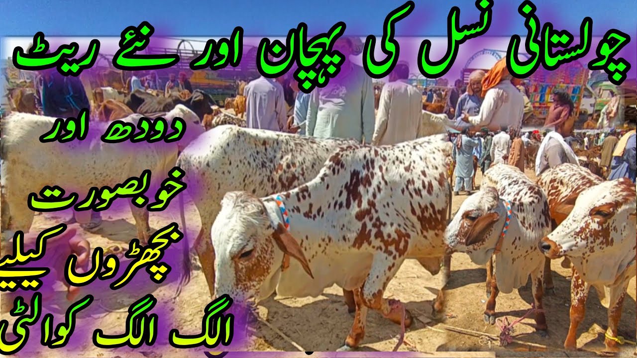 PURE CHOLISTANI BACHRIAN DAIRY FARMING QUALITY FOR SALE