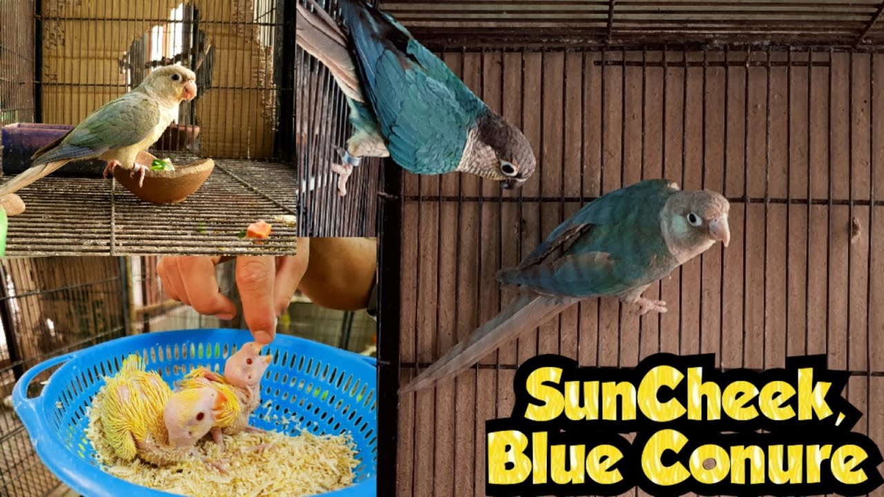 Blue Conure, Suncheek, Blue Turqoise, Sunconure, Crimson bellied Breeding Tips
