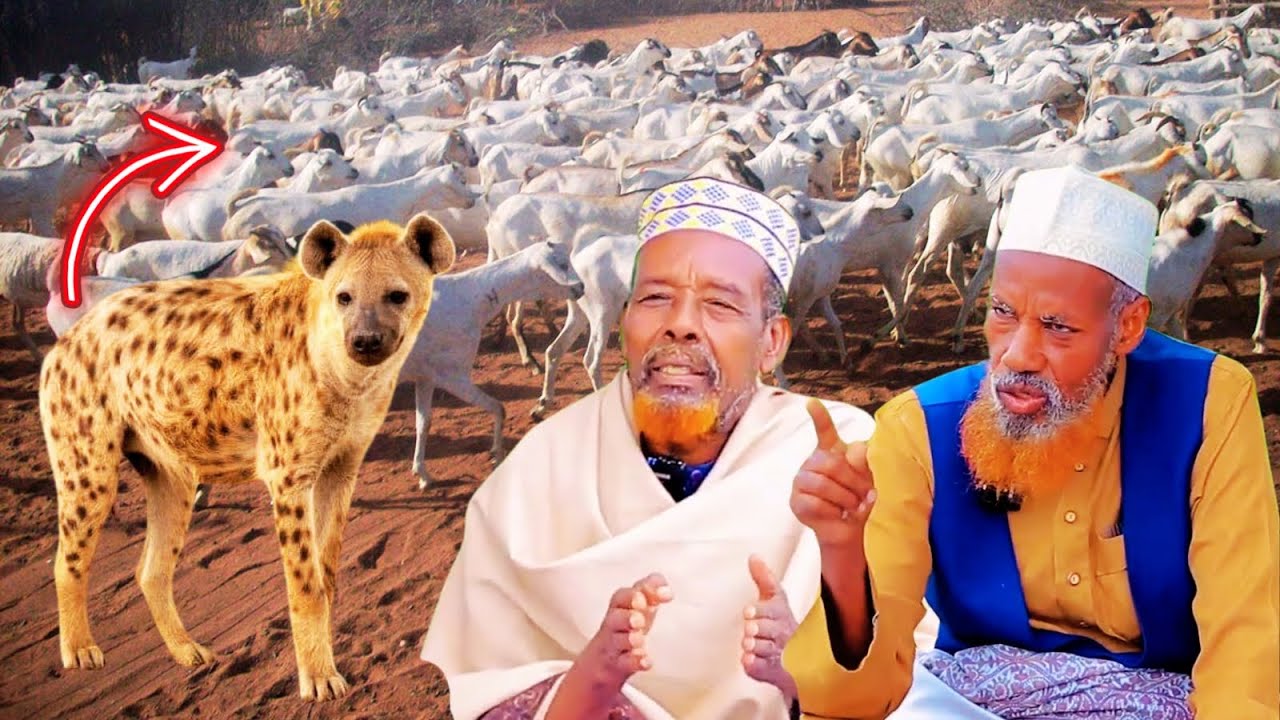 Qiso Iyo Taariikh Cajiib ah weeye Tani! Mucjisooyinkii Sayyidkii Beesha Wayteen oo lasoo bandhigay.