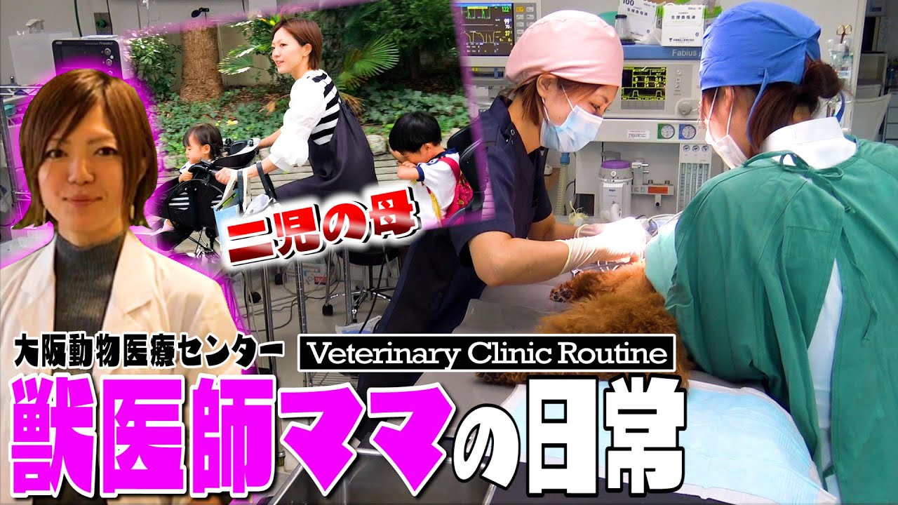 【女性獣医師の1日】大阪動物医療センター勤務の女医さんに密着！！