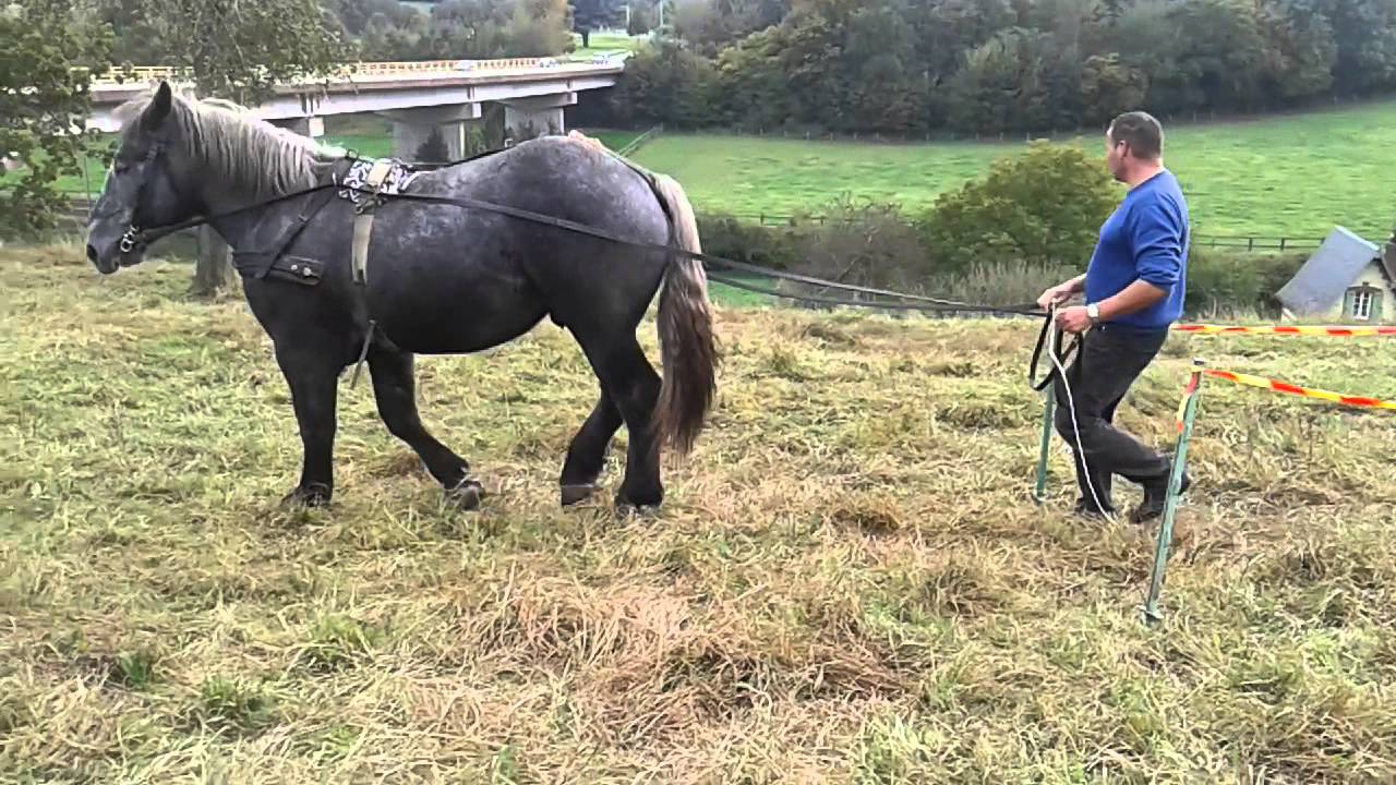 Chevaux de trait Débourrage Dino 18 mois percheron