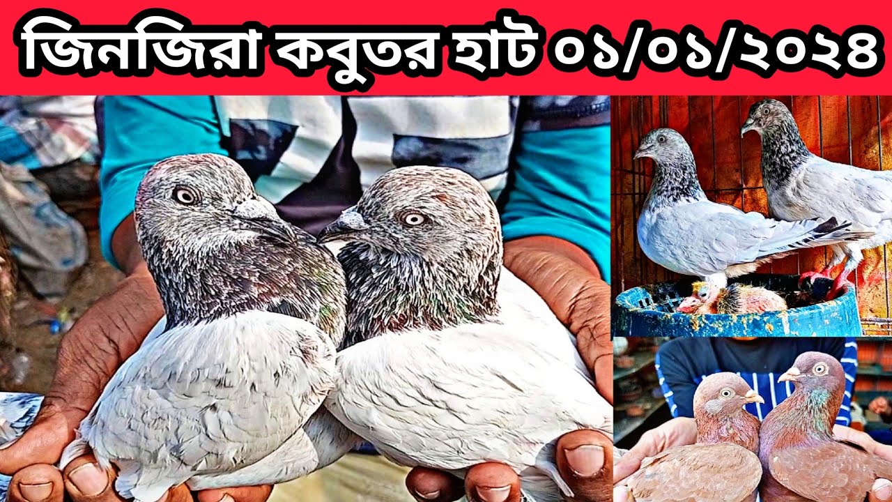 01/01/2024 জিনজিরা কবুতর হাট। কম দামে কবুতর। কবুতরের দাম।কবুতর হাট। Zinzira kobutor hat.pigeons hat
