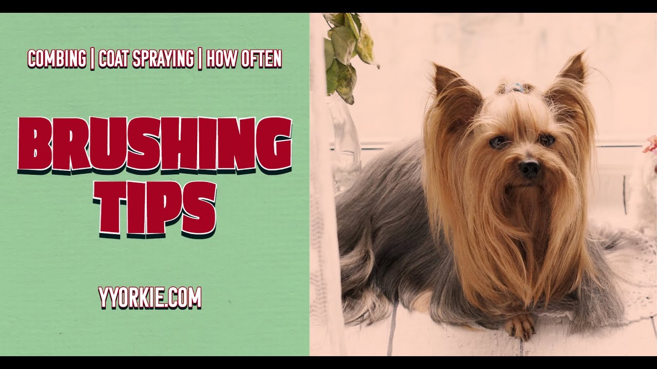 What To Do Before Brushing A Yorkie | How Often & MORE