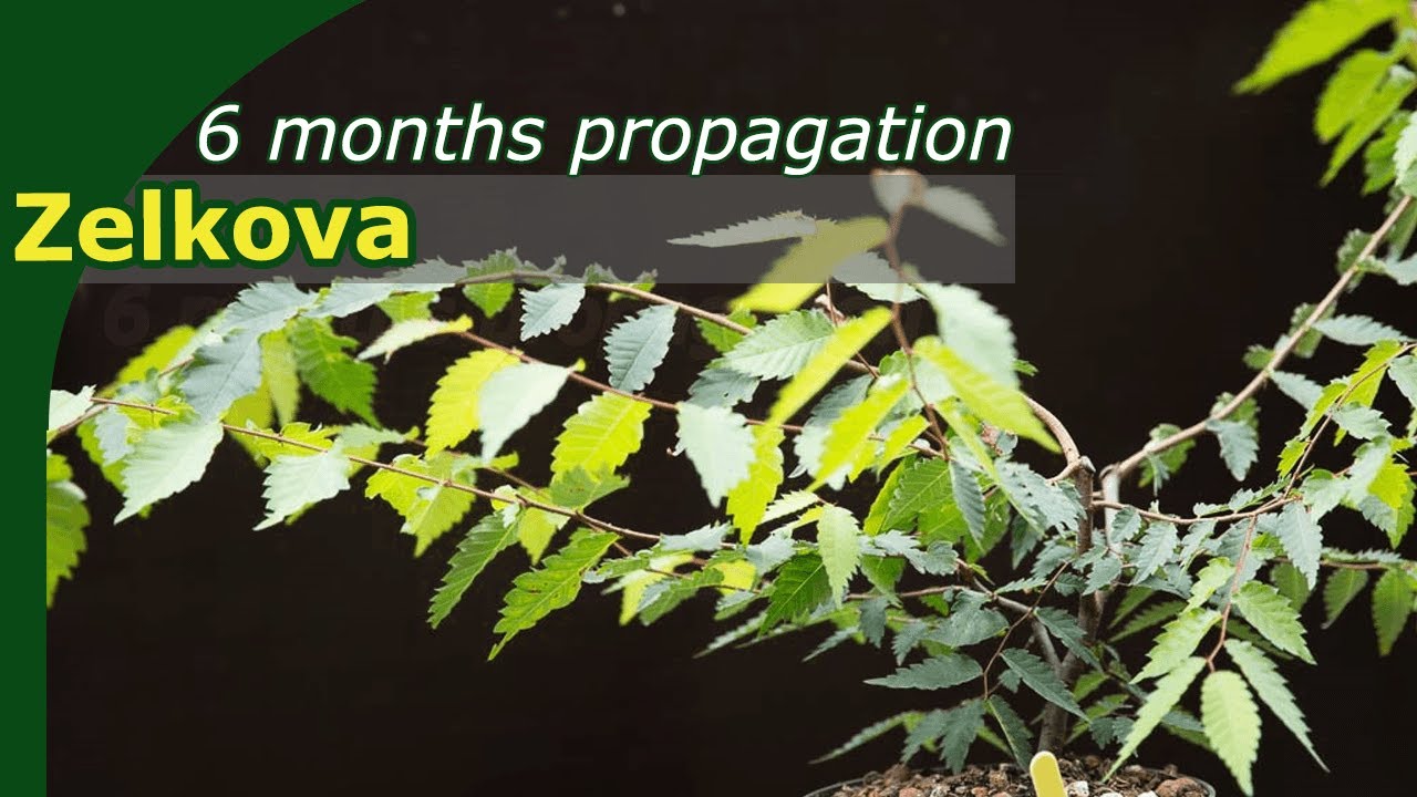 Propagation of Zelkova through cuttings made simple | Including how-to!