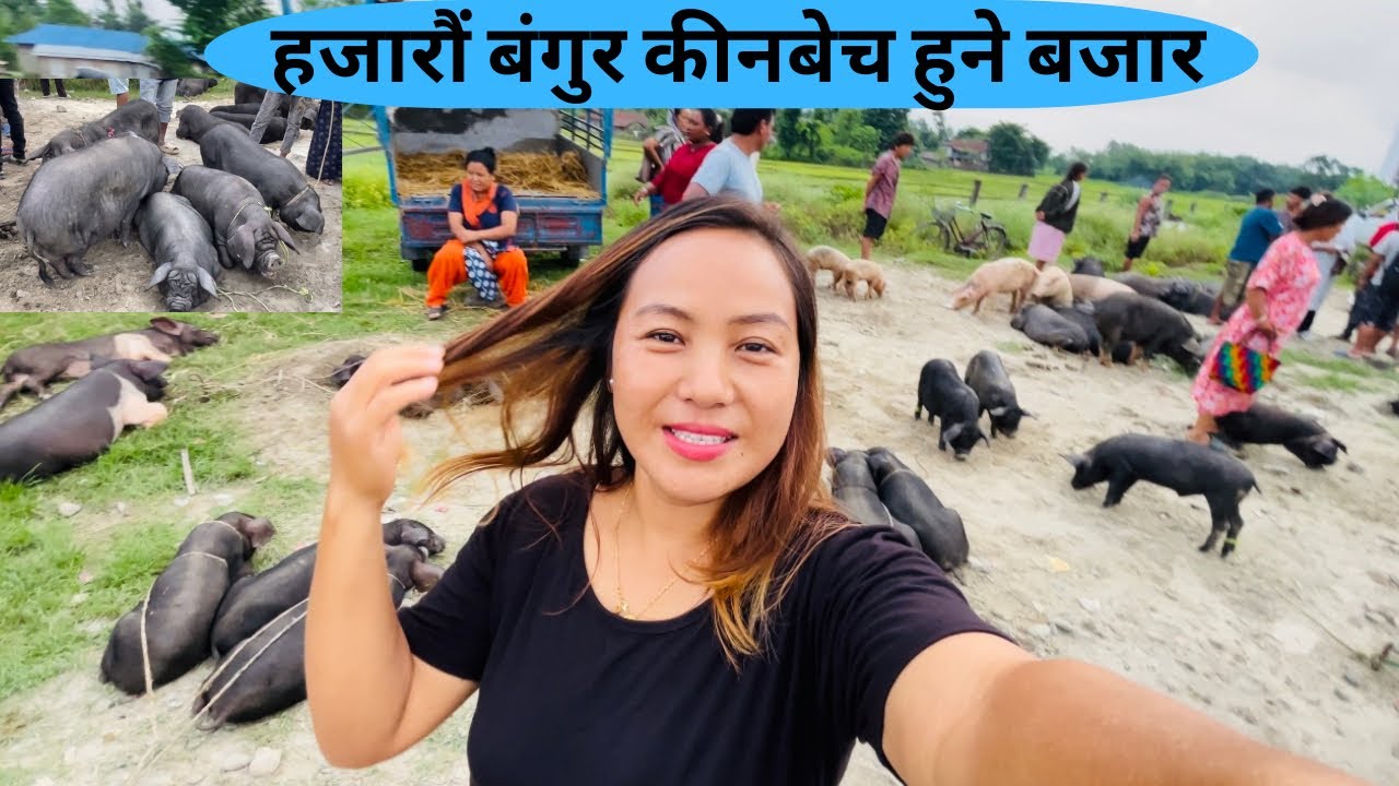 बंगुरको किनबेच गर्ने ठुलो बजार💰🐖big piglets market in Sunsari Nepal व्यावसायीक बंगुर पालन बाट फाइदा?