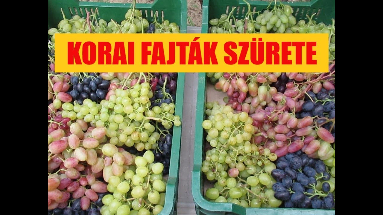Korai fajták szürete - cukorfok mérés