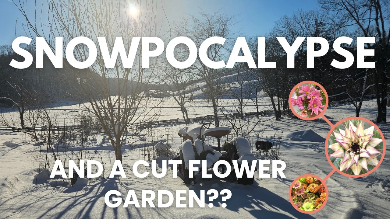 Seed Starting A Cut Flower Garden For 2026!
