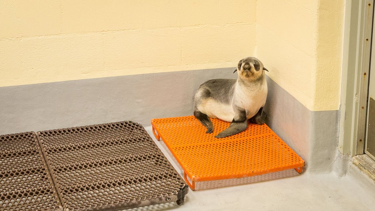 Baby Northern Fur Seal