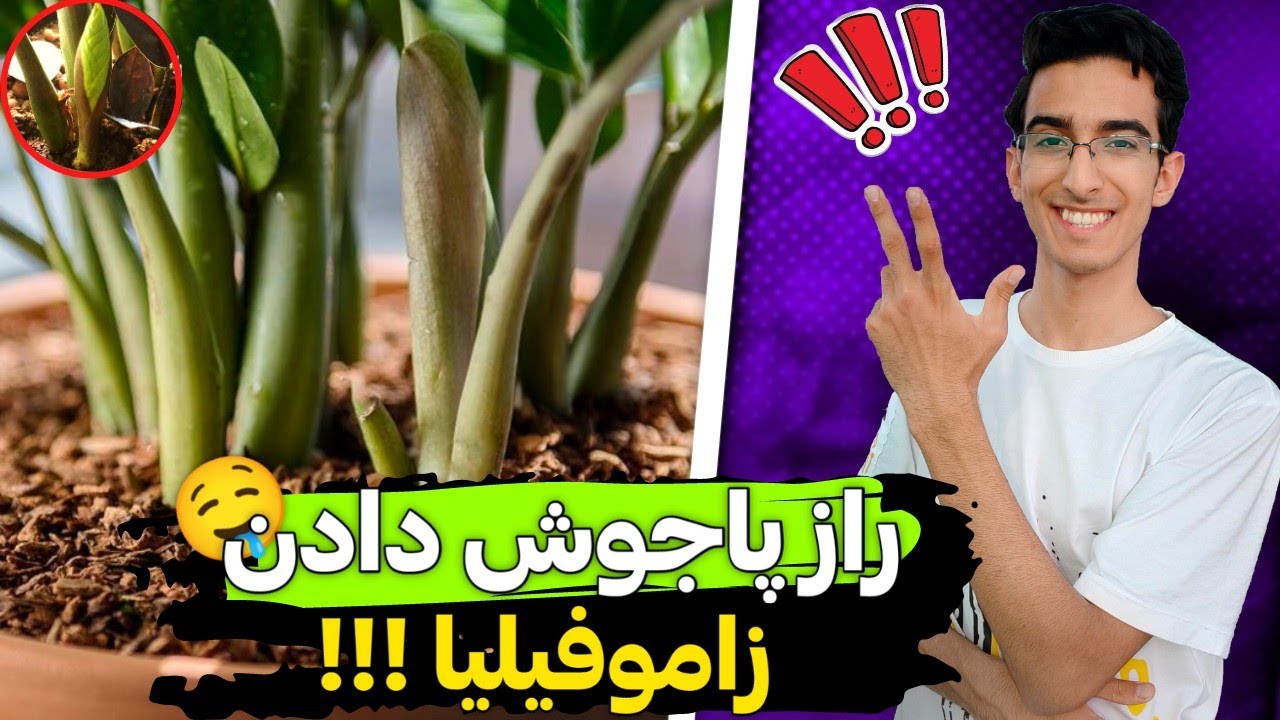 ۴ راهکار خونگی برای پاجوش دادن زامیفولیا ✅