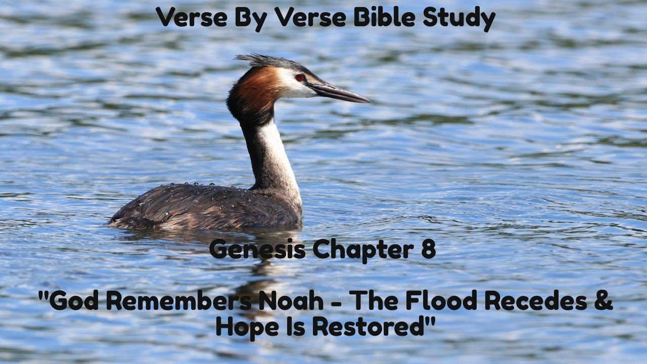 Genesis Chapter 8 &ndash; God Remembers Noah | The Flood Recedes & Hope Is Restored