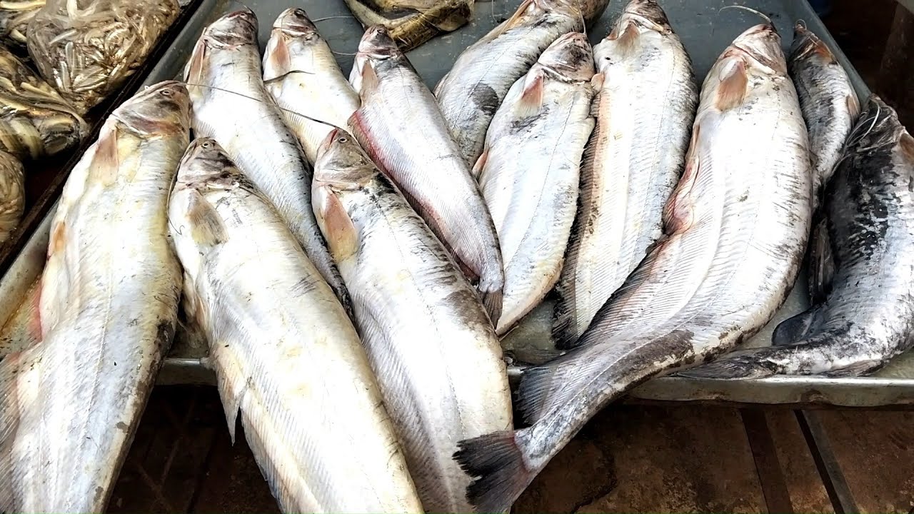 Discover Fresh, Local Fish at Our Wholesale Market! Carp, Catfish, River Fish & More!