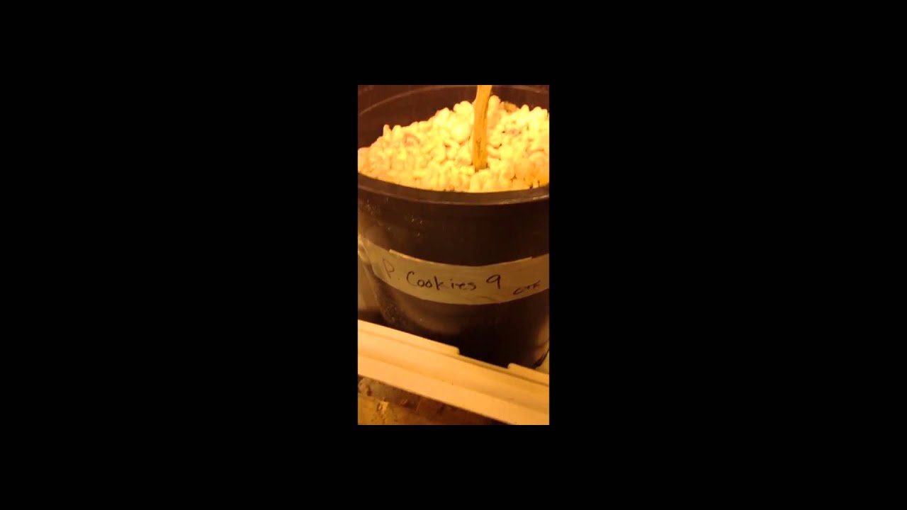 Karmaceuticals 1oz and 1 gram of wax challenge