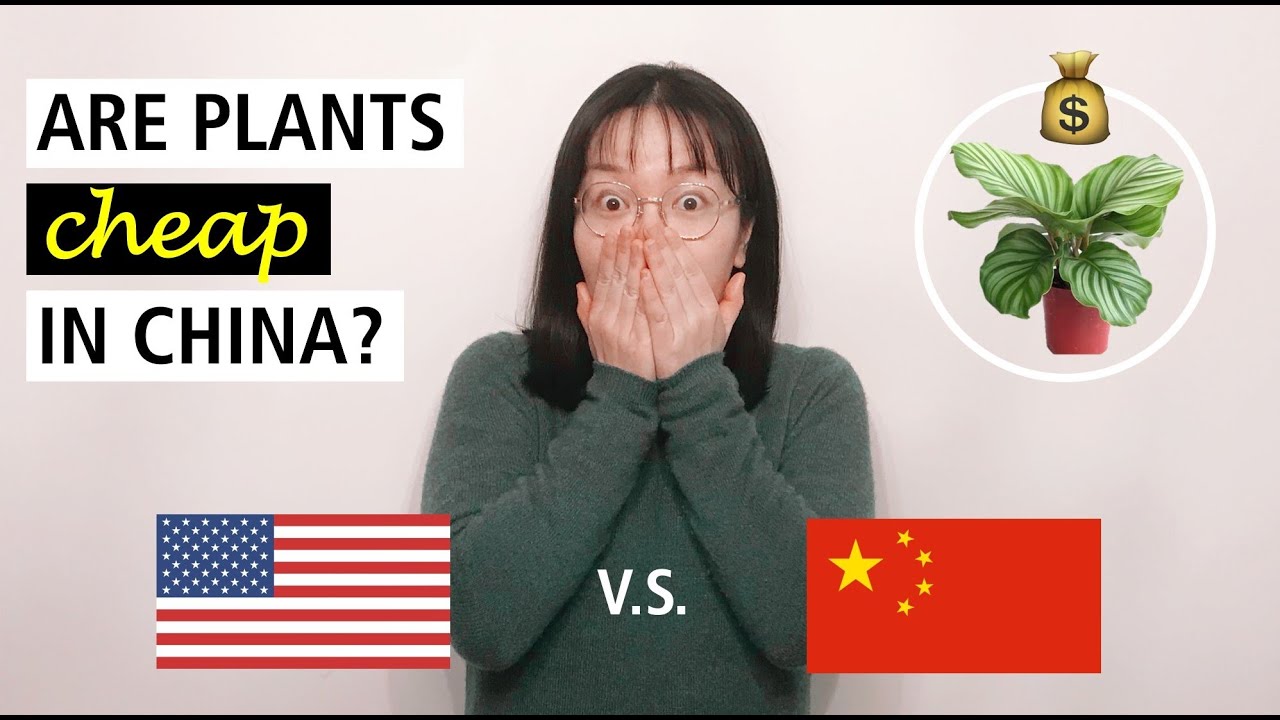 WHO WINS? Plant Price Comparison in America vs. China