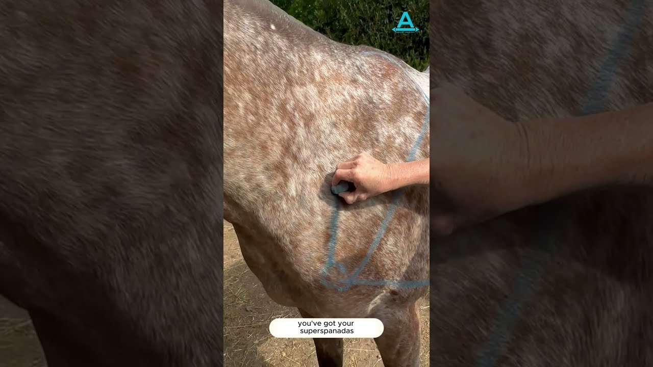 Saddle damaging shoulder  part 1 with saddle fit guru Amanda Anderson