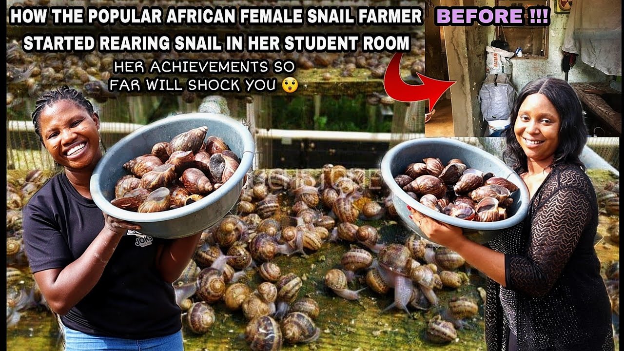 I STARTED MY SNAIL FARM IN MY STUDENT ROOM WITH 30 SNAILS but now have THOUSANDS TODAY| Danica Kosy