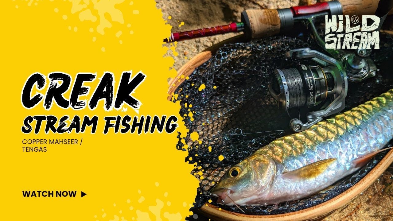 Mountain Stream Fishing | malaysia Small Creak PART 1