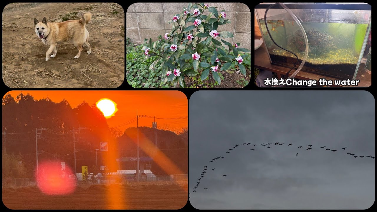 260317 渡り鳥と真っ赤な太陽Migratory birds and a bright red sun