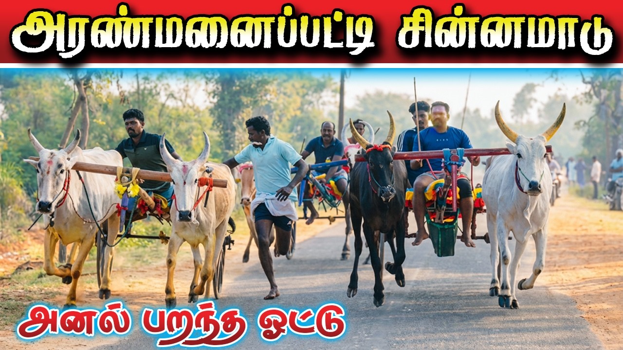 அரண்மனைபட்டி சின்னமாடு பந்தயம் 17.02.2026 #krish_studio_kattumavadi