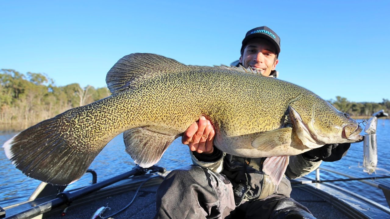 Surface Murray Cod fishing - Queensland impoundment meter plus