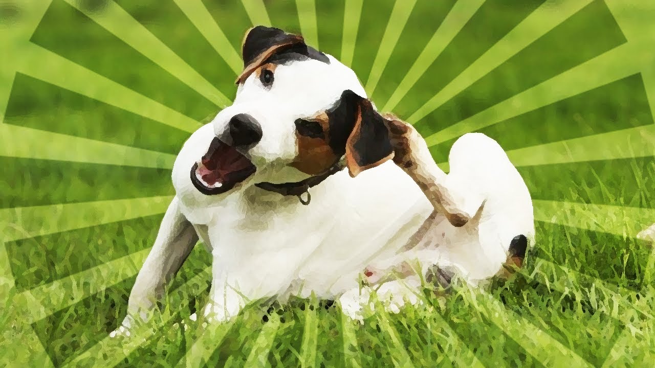 Köpeğim Kaşınıyor!!! // Köpeklerde Kaşıntı Nedenleri ve Çözümü //  İzmir Urla Urlavet