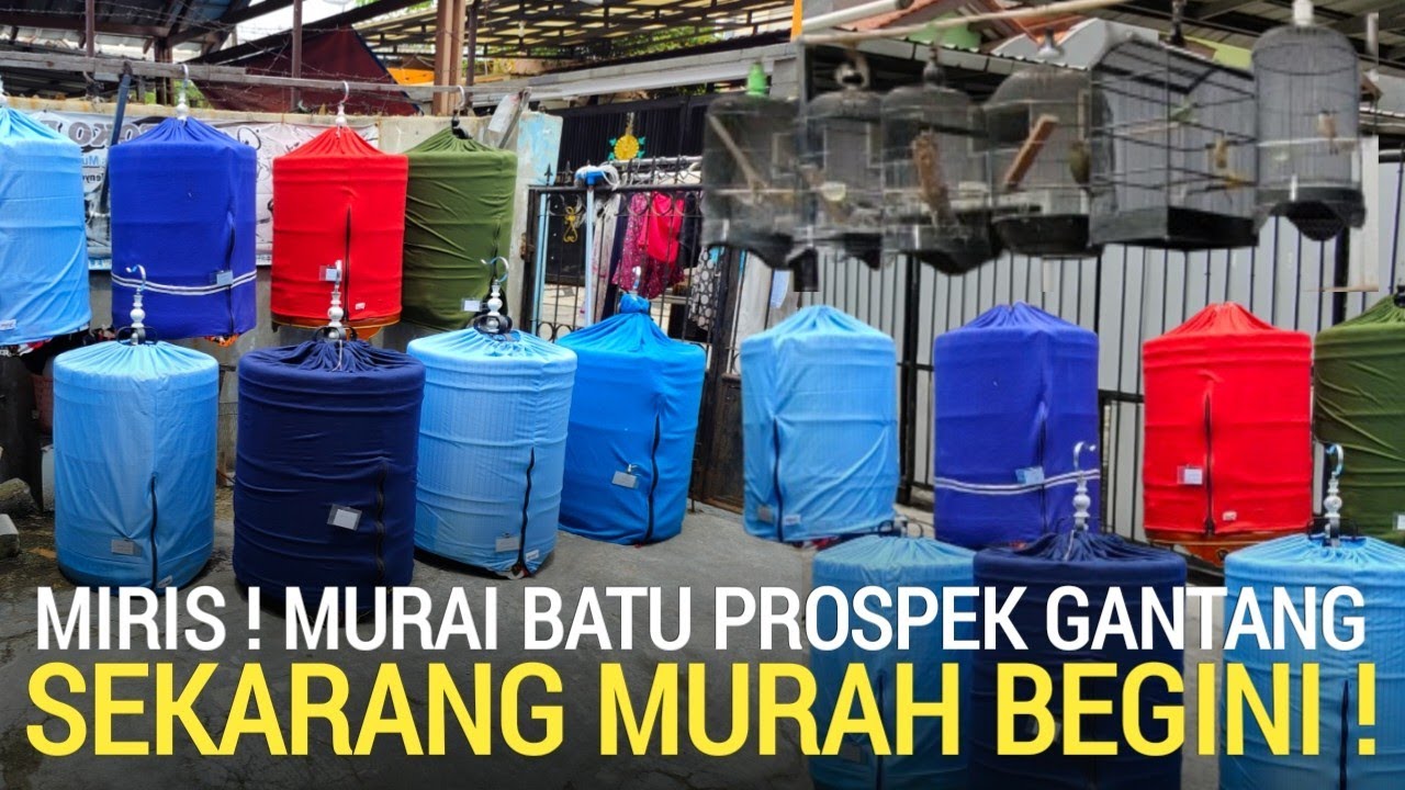 RUNGKAD ! SAMPAI DI JUAL 1JT RUPIAH MURAI BATU PROSPEK GANTANG DI KEMAYORAN JAKARTA PUSAT 