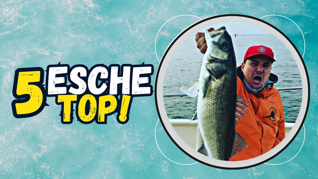 TOP 5 artificiali da spigola dal rapporto qualit&agrave;/prezzo senza eguali - Spinning alla spigola 🤩