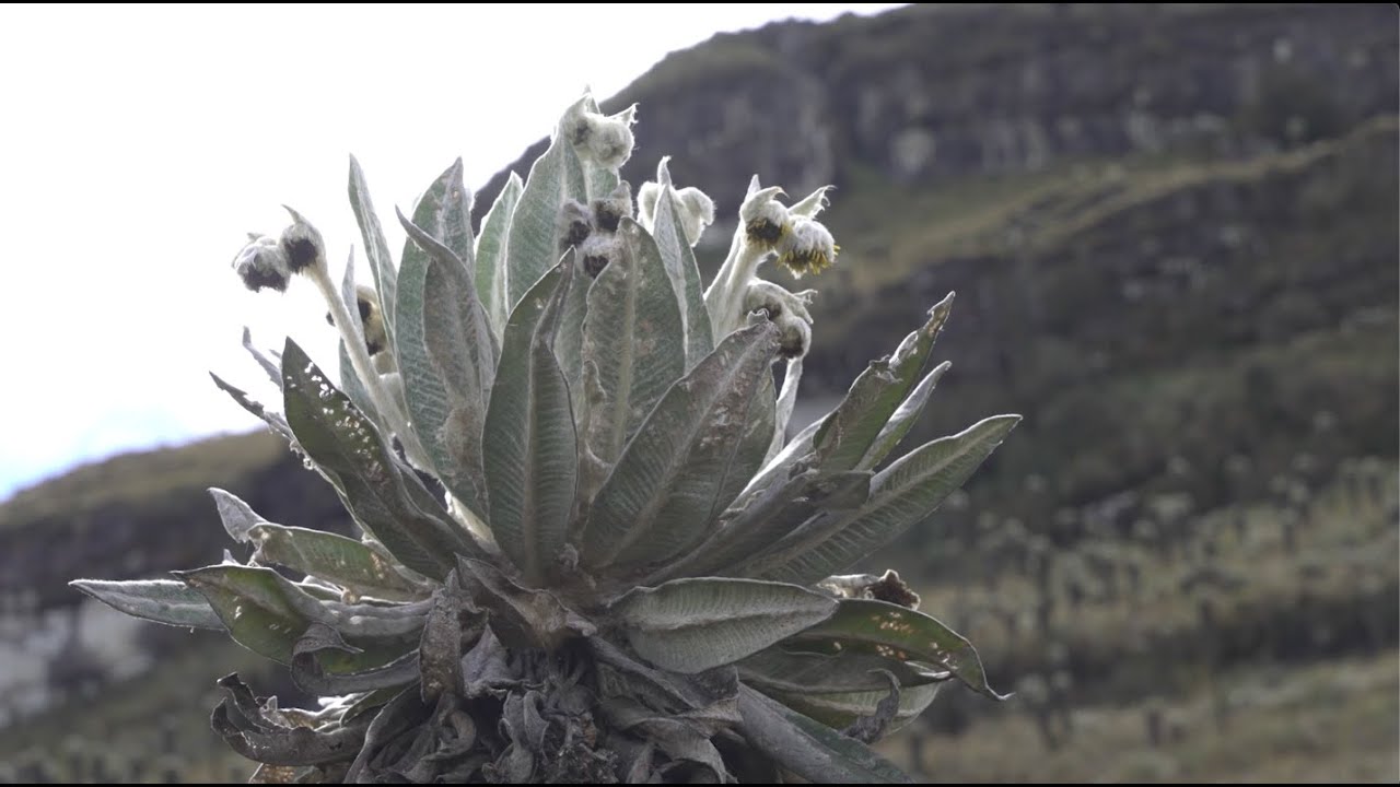 ¿Sabe cómo funciona un frailejón?